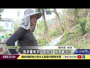 龍眼樹 陰